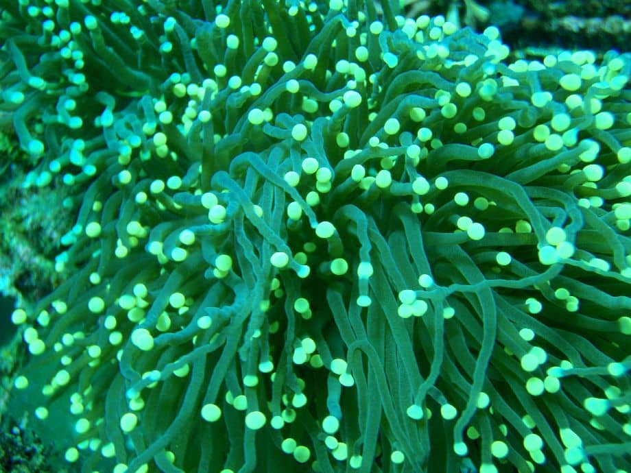 אלמוג ירוק מדהים